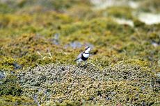 Sandregenpfeifer (2 von 2).jpg